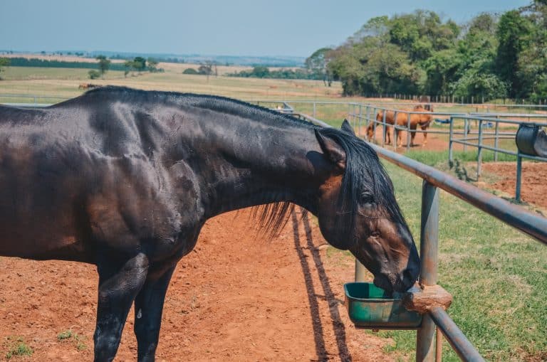 SÍNDROME METABÓLICA EQUINA: UM PROBLEMA SILENCIOSO, MAS NEM TANTO. 