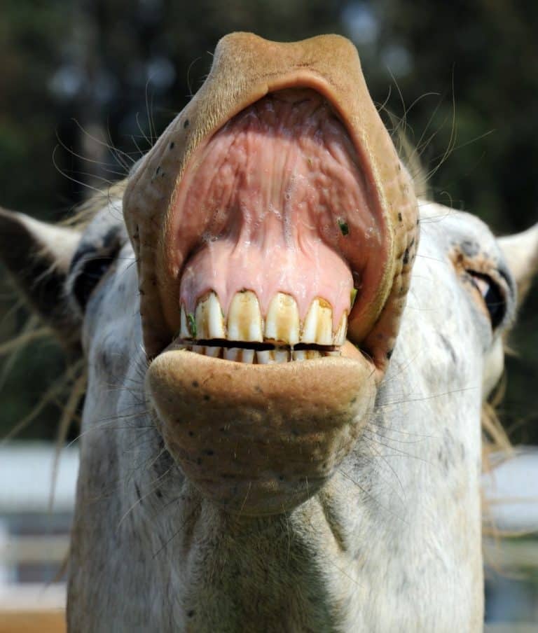 Reflexo de Flehmen em cavalos saiba o que significa.